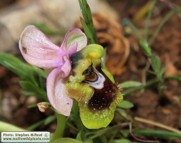 Ophrys tenthredinifera subsp. grandiflora / Large-flowered Sawfly Orchid / Naħla kbira